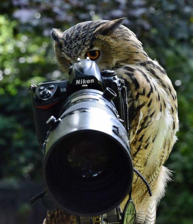 Αστεία ζώα που θέλουν να γίνουν φωτογράφοι (13)