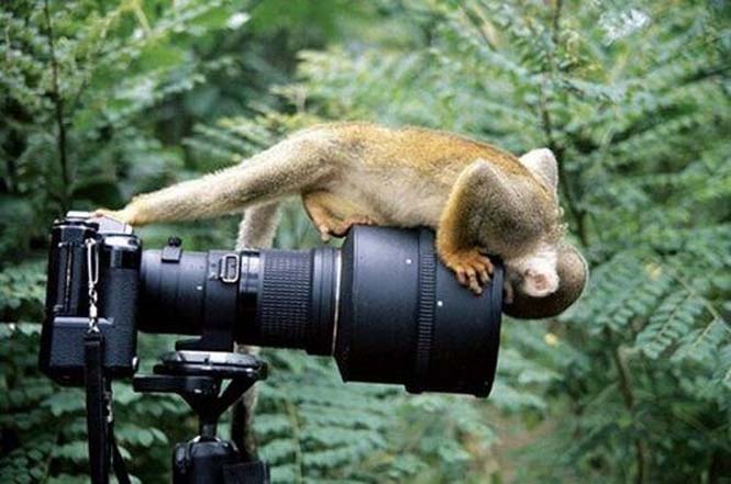 Αστεία ζώα που θέλουν να γίνουν φωτογράφοι (17)