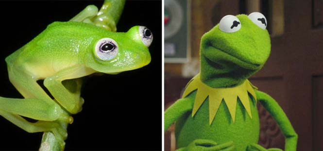Εντοπίστηκε βάτραχος που είναι ίδιος ο Kermit (1)