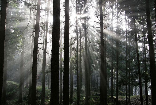 Φάντασμα στο δάσος