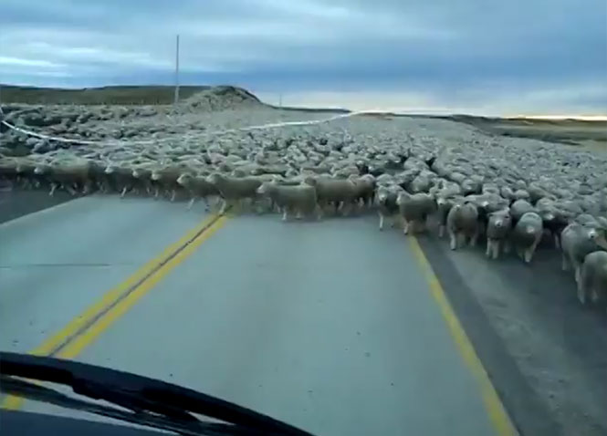 Φορτηγό προσπαθεί να περάσει μέσα από μια... θάλασσα από πρόβατα