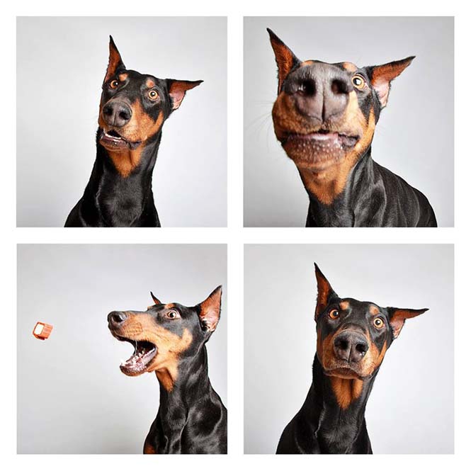 Σκύλοι σε φωτογραφικό θάλαμο (1)