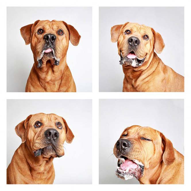 Σκύλοι σε φωτογραφικό θάλαμο (5)