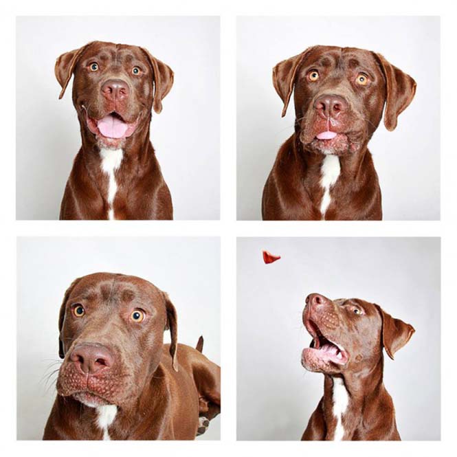 Σκύλοι σε φωτογραφικό θάλαμο (6)