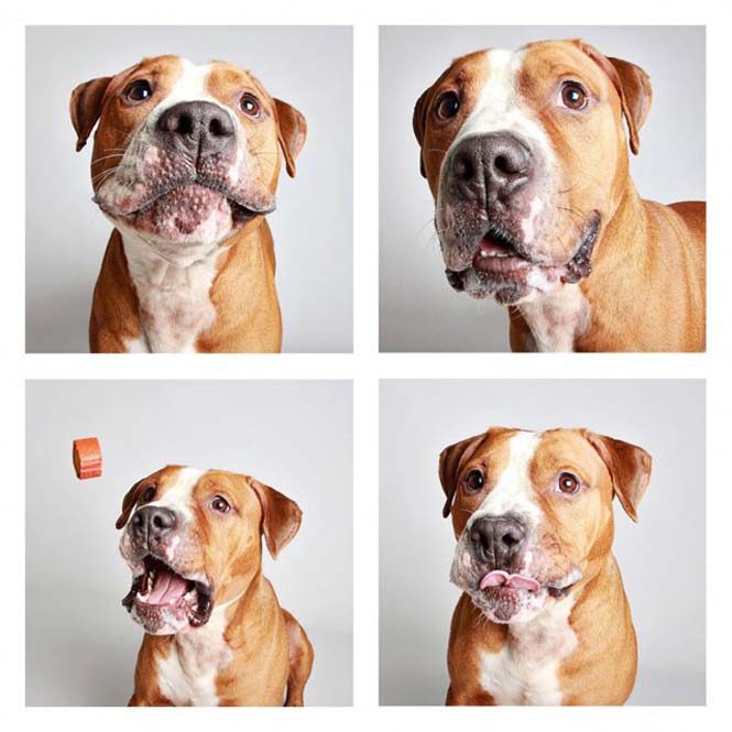 Σκύλοι σε φωτογραφικό θάλαμο (9)