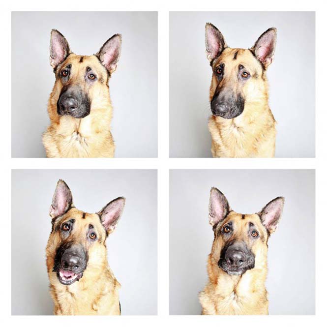 Σκύλοι σε φωτογραφικό θάλαμο (10)