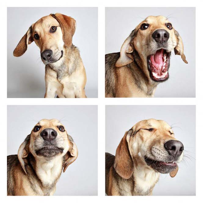 Σκύλοι σε φωτογραφικό θάλαμο (13)
