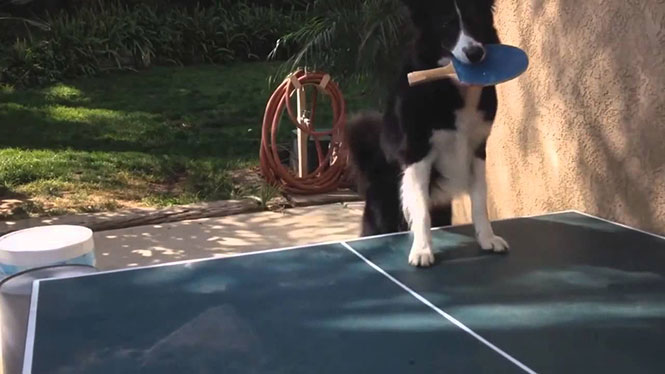 Σκύλος που είναι άσσος στο Ping Pong