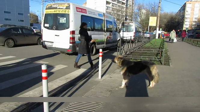 Τα ζώα στην Ρωσία ξέρουν πως να περνούν τον δρόμο