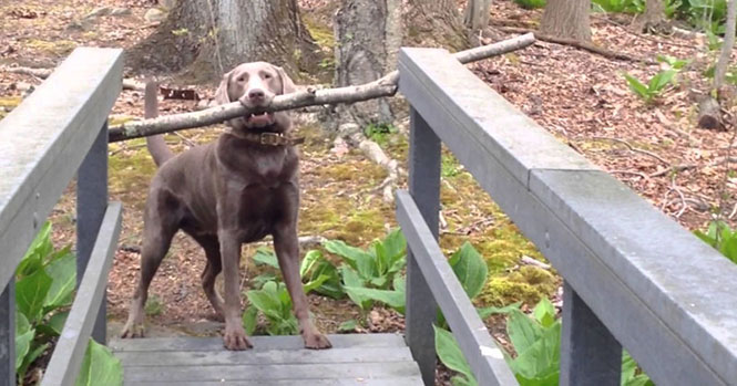 Αυτός ο σκύλος μόλις βρήκε το τέλειο ξύλο και τώρα πρέπει να το περάσει από μια στενή γέφυρα
