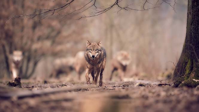 Εκπληκτικές φωτογραφίες λύκων (1)