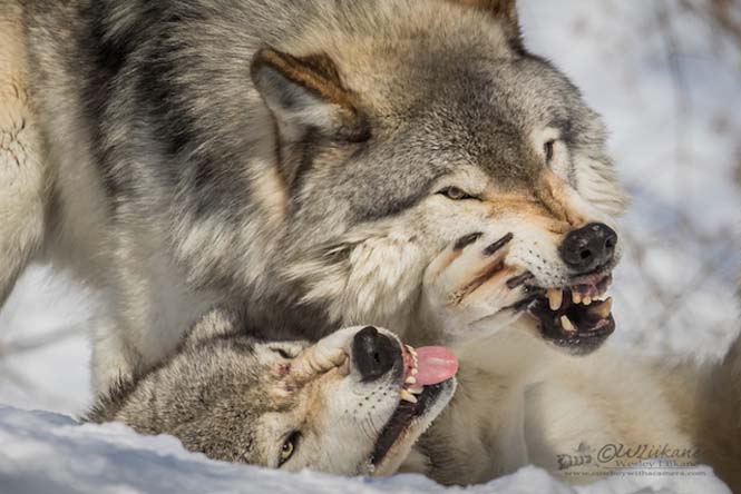 Εκπληκτικές φωτογραφίες λύκων (2)