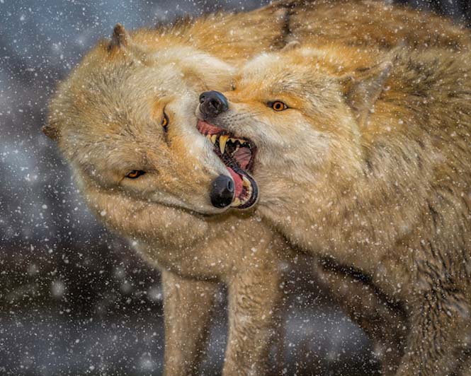 Εκπληκτικές φωτογραφίες λύκων (4)