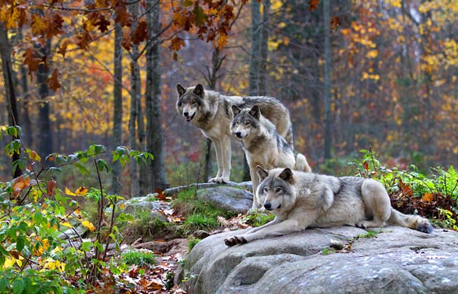 Εκπληκτικές φωτογραφίες λύκων (7)