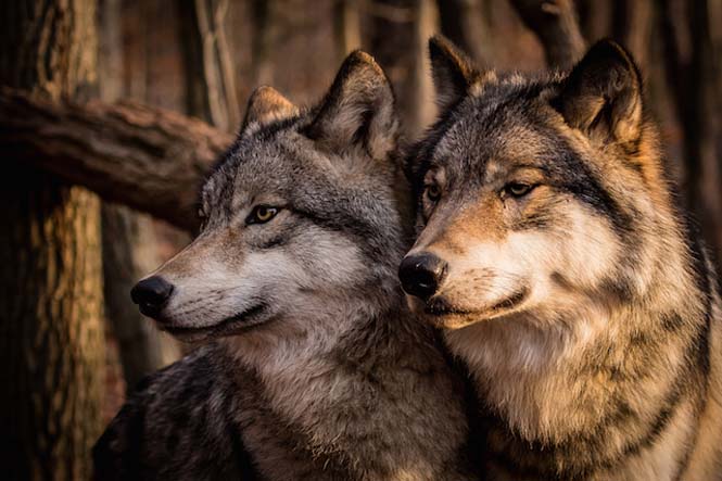 Εκπληκτικές φωτογραφίες λύκων (9)