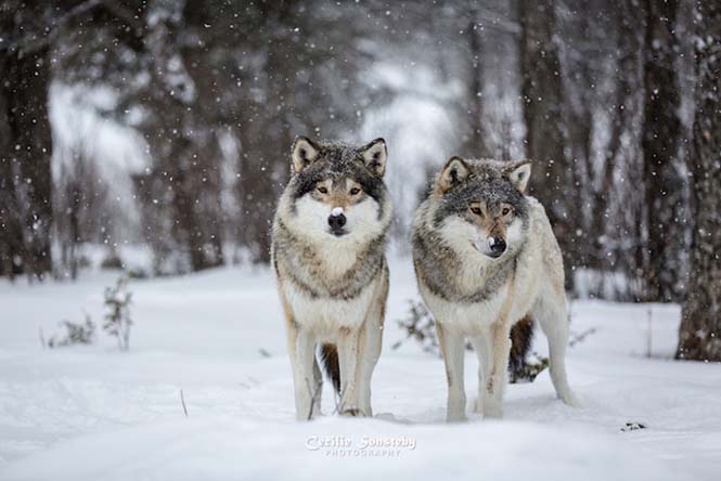 Εκπληκτικές φωτογραφίες λύκων (15)