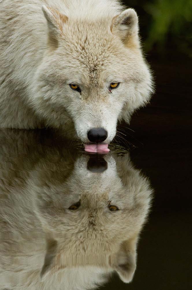 Εκπληκτικές φωτογραφίες λύκων (16)