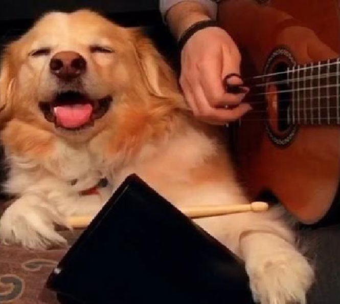 Σκύλος βοηθάει τον ιδιοκτήτη του να παίξει 10 διάσημα τραγούδια