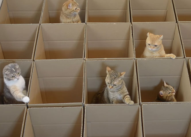 9 γάτες, 20 κουτιά