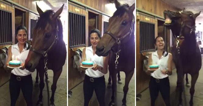 Άλογο σβήνει την τούρτα γενεθλίων του και χαρίζει ένα τεράστιο χαμόγελο