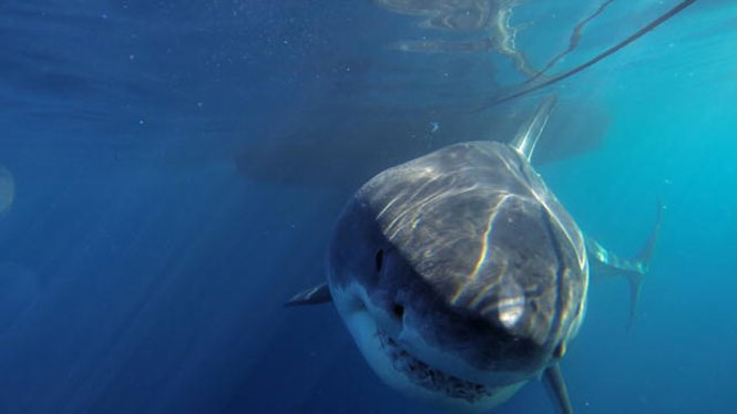 Δύτης κατέγραψε έναν από τους πιο μεγαλόσωμους Μεγάλους Λευκούς Καρχαρίες