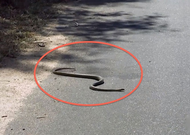 Φίδι προσπαθεί να διασχίσει τον δρόμο