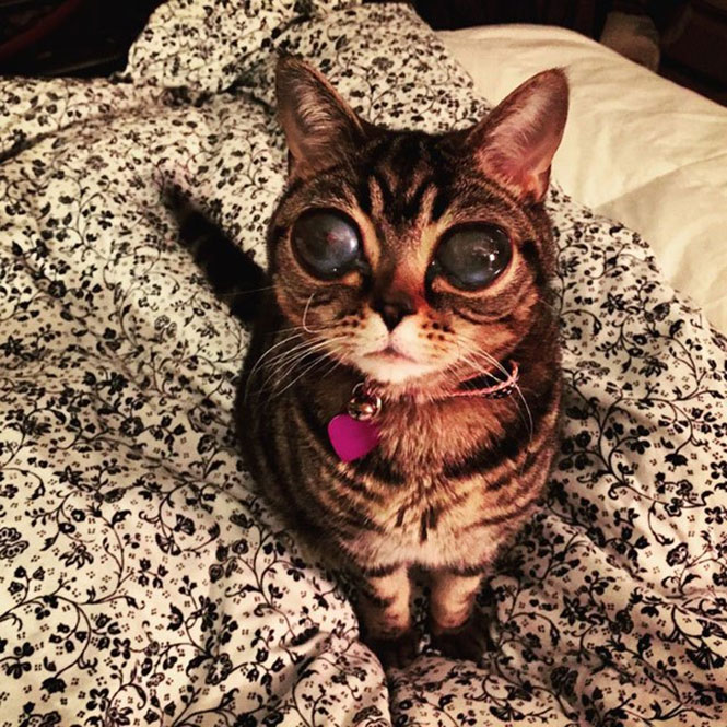 Γάτα με μάτια εξωγήινου (1)
