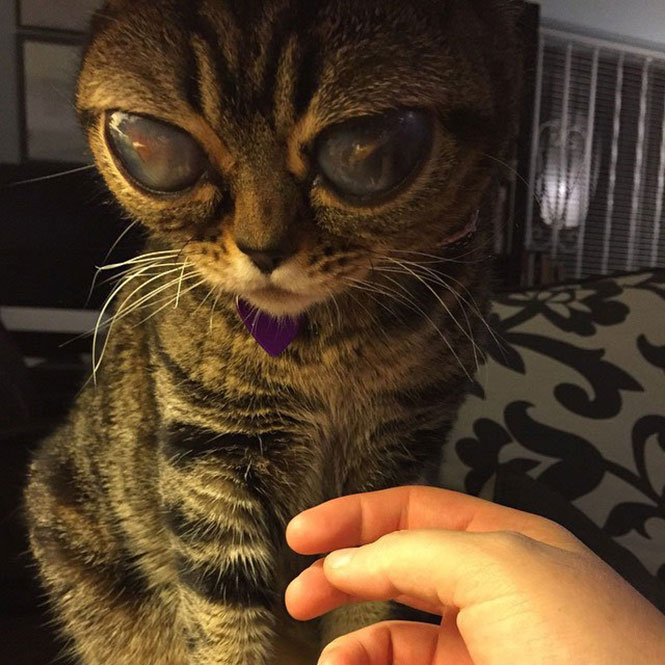 Γάτα με μάτια εξωγήινου (7)