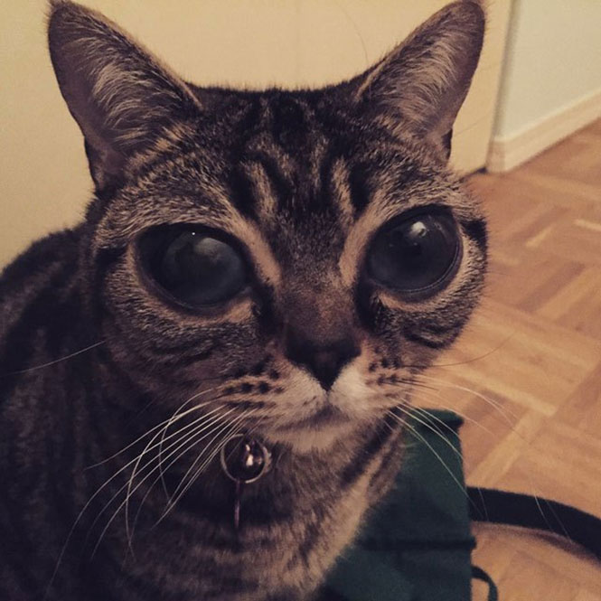 Γάτα με μάτια εξωγήινου (10)