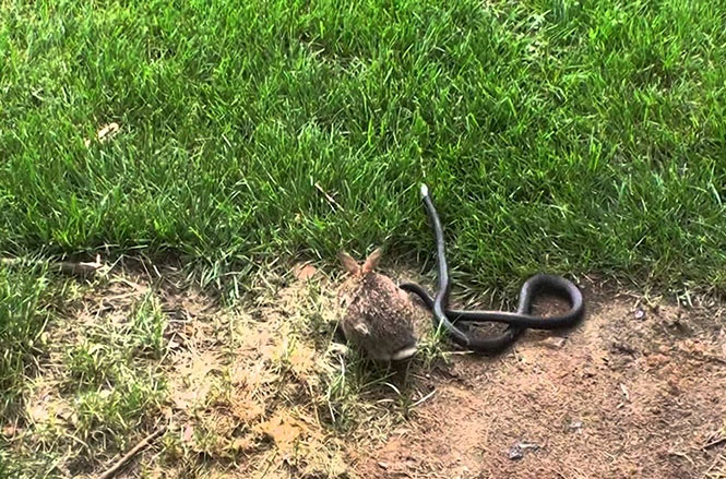 Κουνέλα ορμάει σε φίδι για να προστατεύσει τα μικρά της