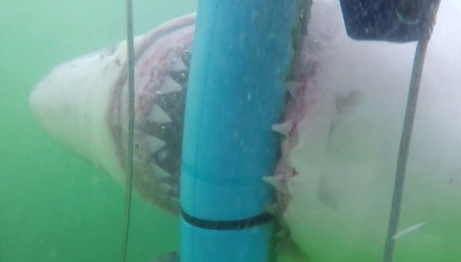 Επίθεση καρχαρία σε μεταλλικό κλουβί
