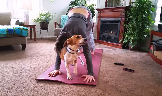 Γάτες και σκύλοι που δεν συμφωνούν με την Yoga