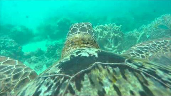 Great Barrier Reef από την οπτική μιας χελώνας