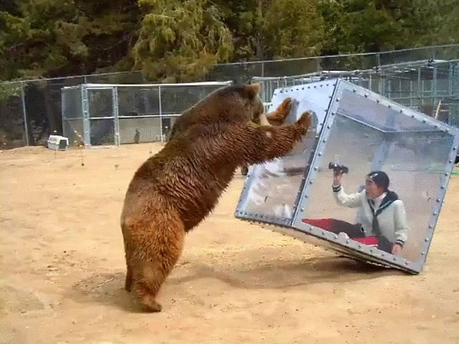 Γυναίκα κλεισμένη σε διάφανο κουτί αφήνεται στο έλεος πεινασμένης αρκούδας