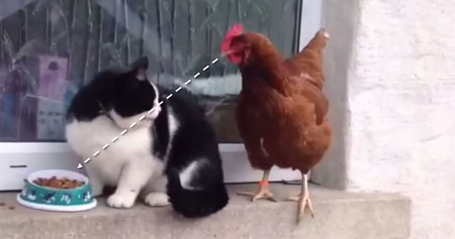 Κοτόπουλο εναντίον γάτας για φαγητό