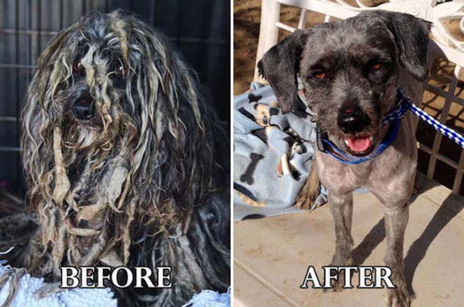 Σκύλοι πριν και μετά τη διάσωση τους #6 (1)