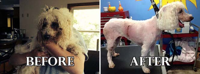 Σκύλοι πριν και μετά τη διάσωση τους #6 (16)
