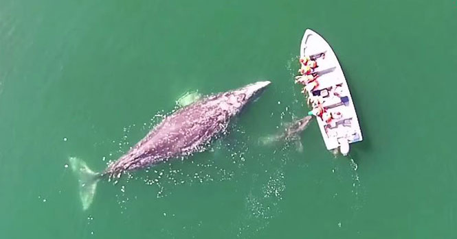 Γκρι φάλαινα και το μικρό της πρόσφεραν σε τουρίστες μια εμπειρία που δεν θα ξεχάσουν ποτέ