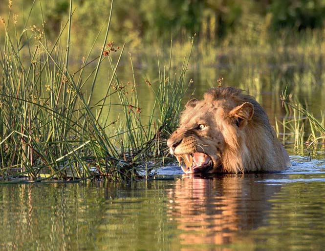 Λιοντάρι κολυμπάει πανικόβλητο αφού ήρθε αντιμέτωπο με έναν κροκόδειλο (1)