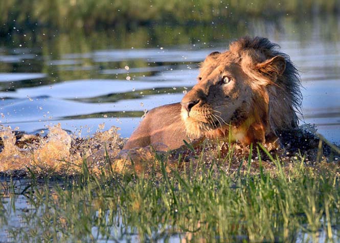 Λιοντάρι κολυμπάει πανικόβλητο αφού ήρθε αντιμέτωπο με έναν κροκόδειλο (2)
