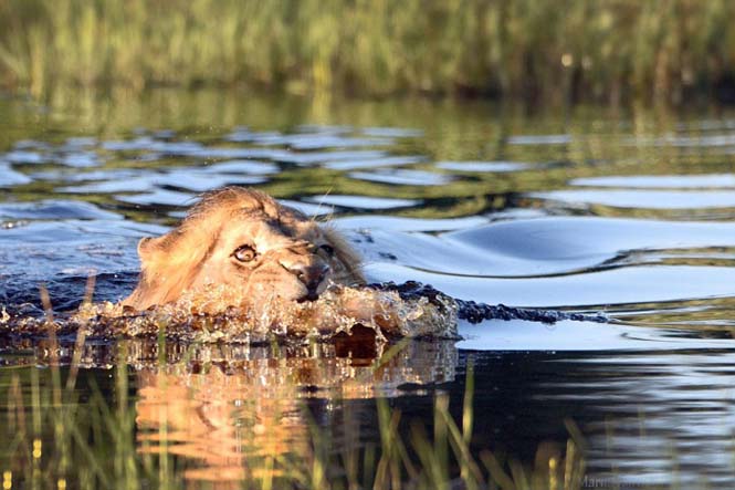 Λιοντάρι κολυμπάει πανικόβλητο αφού ήρθε αντιμέτωπο με έναν κροκόδειλο (4)
