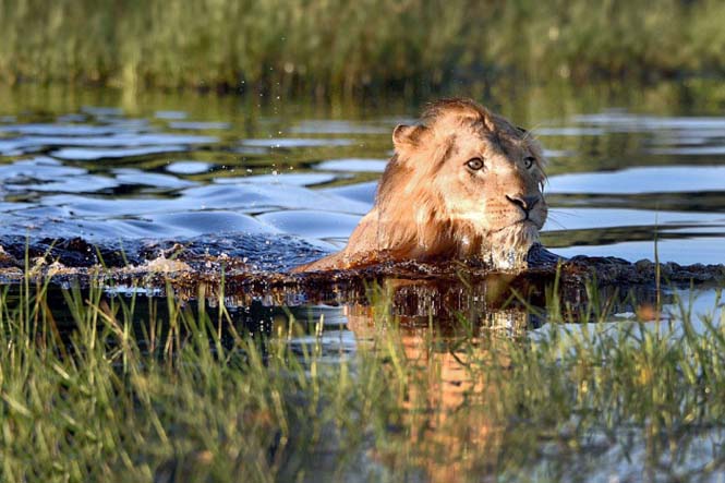 Λιοντάρι κολυμπάει πανικόβλητο αφού ήρθε αντιμέτωπο με έναν κροκόδειλο (6)