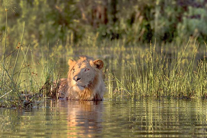 Λιοντάρι κολυμπάει πανικόβλητο αφού ήρθε αντιμέτωπο με έναν κροκόδειλο (7)