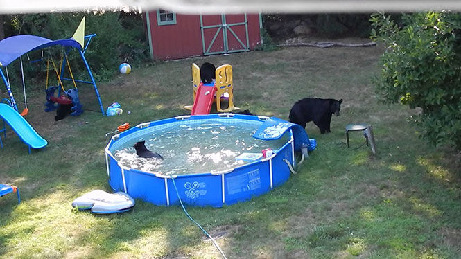 Οικογένεια αρκούδων έκανε κατάληψη σε πισίνα