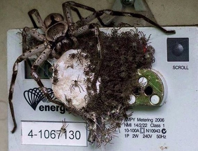Φρικιαστικό θέαμα πάνω σε μετρητή του ηλεκτρικού ρεύματος | Φωτογραφία της ημέρας