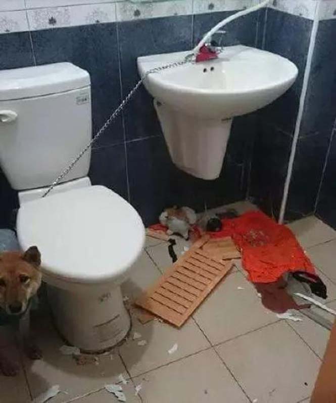 Αυτά παθαίνεις όταν κλειδώνεις έναν σκύλο στο μπάνιο (1)
