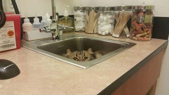 Γάτες προσπαθούν να κρυφτούν από τον κτηνίατρο (3)