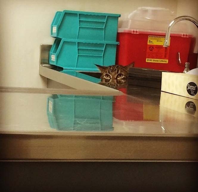 Γάτες προσπαθούν να κρυφτούν από τον κτηνίατρο (6)