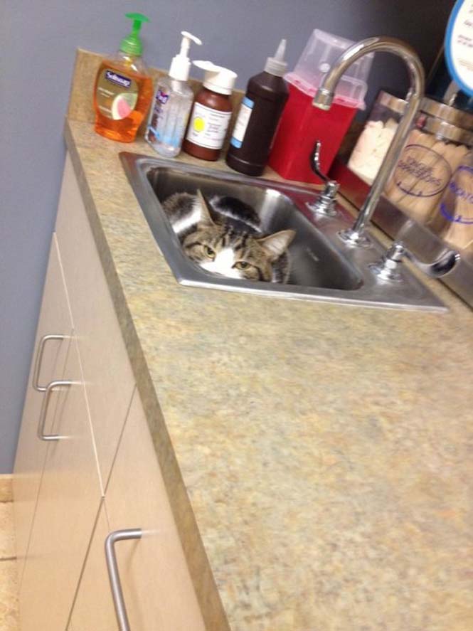 Γάτες προσπαθούν να κρυφτούν από τον κτηνίατρο (9)