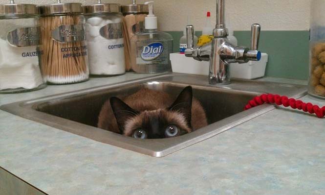 Γάτες προσπαθούν να κρυφτούν από τον κτηνίατρο (10)